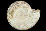Perisphinctes Ammonite - Jurassic #90451-1